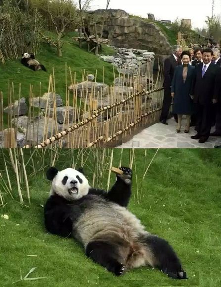 熊猫 日本 